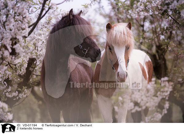 2 Islnder / 2 Icelandic horses / VD-01194
