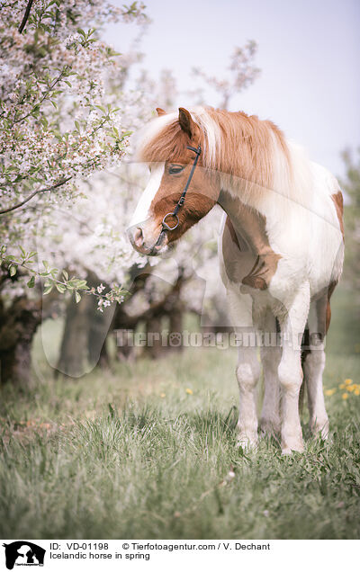 Islnder im Frhling / Icelandic horse in spring / VD-01198