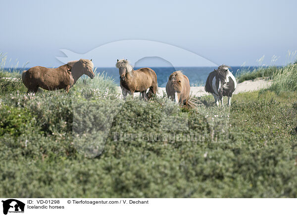 Islnder / Icelandic horses / VD-01298