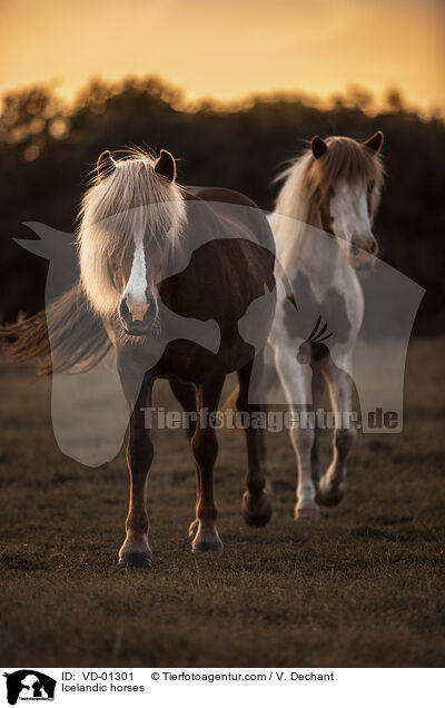 Islnder / Icelandic horses / VD-01301