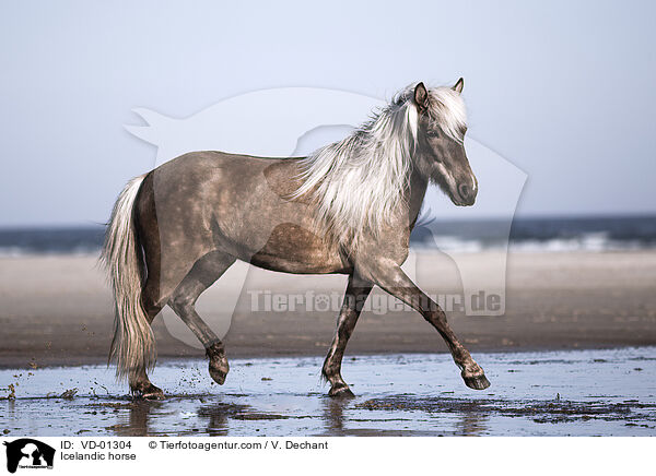 Islnder / Icelandic horse / VD-01304