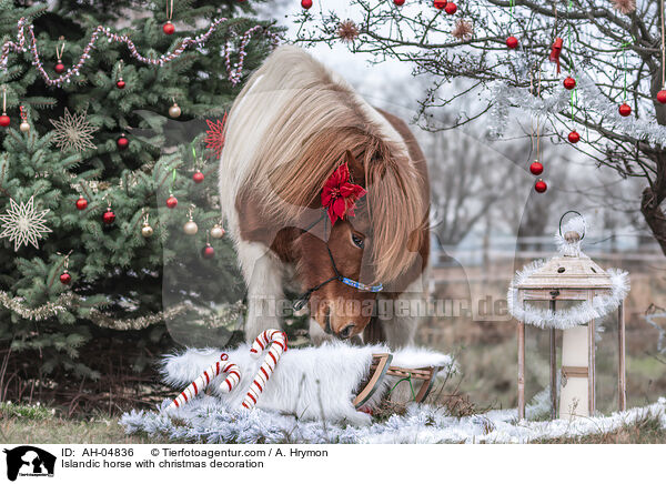 Islnder mit Weihnachtsdeko / Islandic horse with christmas decoration / AH-04836