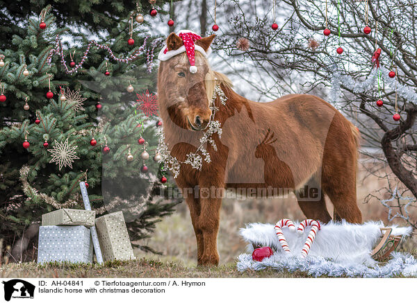 Islnder mit Weihnachtsdeko / Islandic horse with christmas decoration / AH-04841