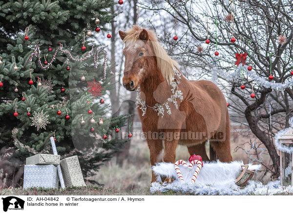Islnder im Winter / Islandic horse in winter / AH-04842