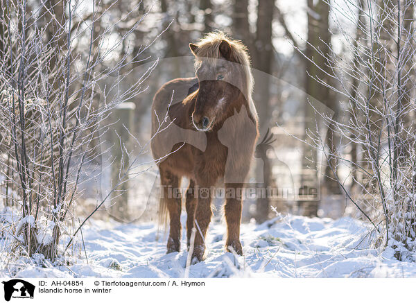 Islnder im Winter / Islandic horse in winter / AH-04854
