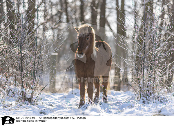 Islnder im Winter / Islandic horse in winter / AH-04856