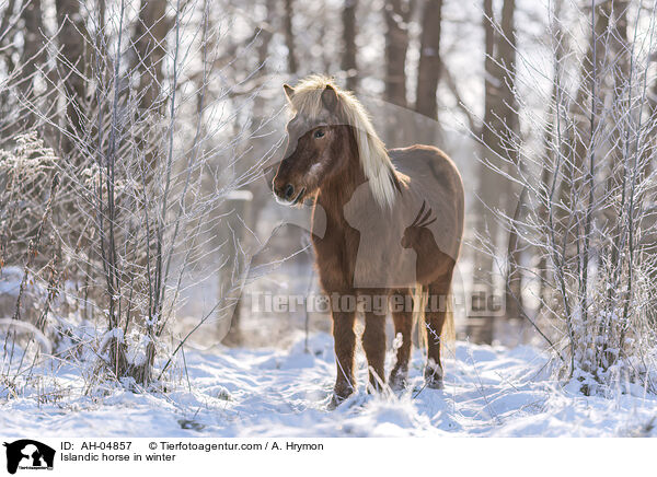 Islnder im Winter / Islandic horse in winter / AH-04857