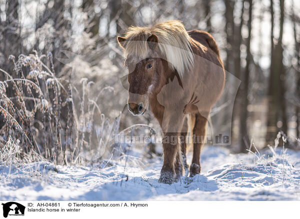 Islandic horse in winter / AH-04861