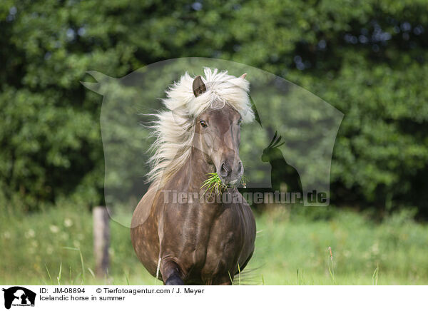 Icelandic horse in summer / JM-08894