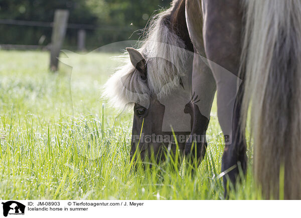 Islnder im Sommer / Icelandic horse in summer / JM-08903