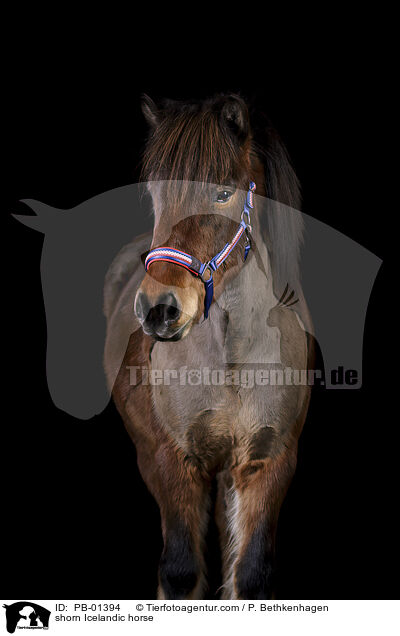 geschorener Islnder / shorn Icelandic horse / PB-01394