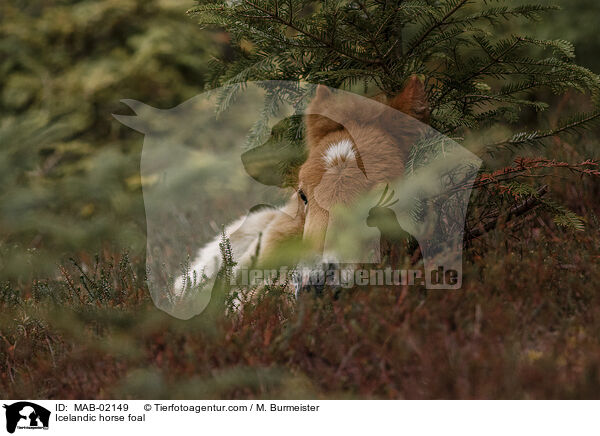 Islnder Fohlen / Icelandic horse foal / MAB-02149