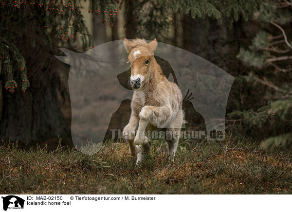 Islnder Fohlen / Icelandic horse foal / MAB-02150