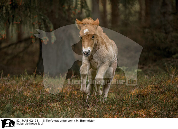 Islnder Fohlen / Icelandic horse foal / MAB-02151