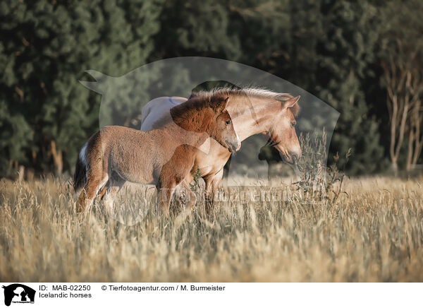 Islnder / Icelandic horses / MAB-02250