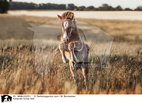 Icelandic horse foal / MAB-02251