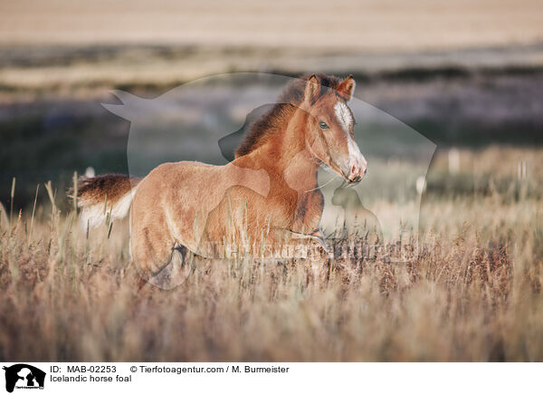 Islnder Fohlen / Icelandic horse foal / MAB-02253