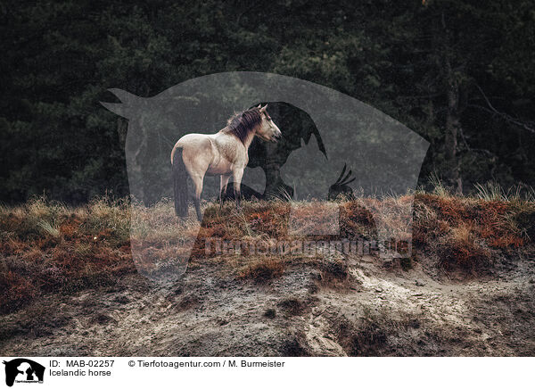 Islnder / Icelandic horse / MAB-02257