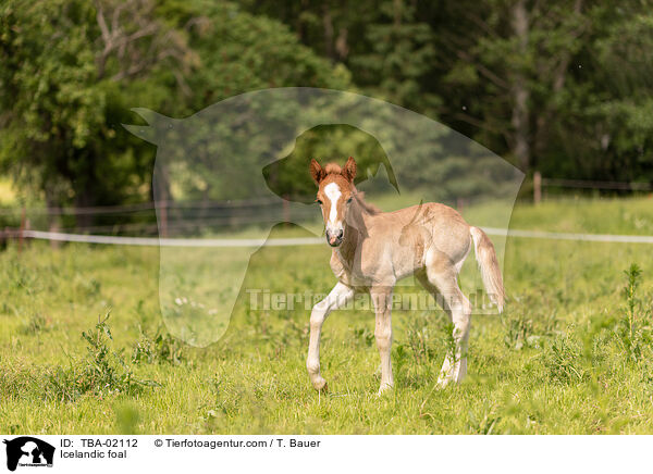 Islnder Fohlen / Icelandic foal / TBA-02112