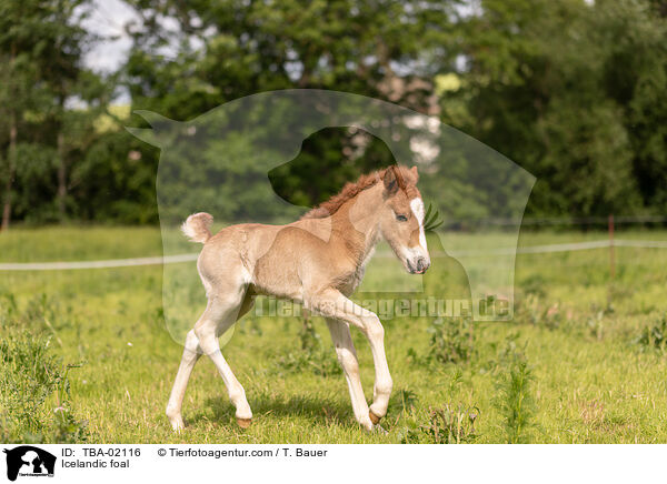 Icelandic foal / TBA-02116