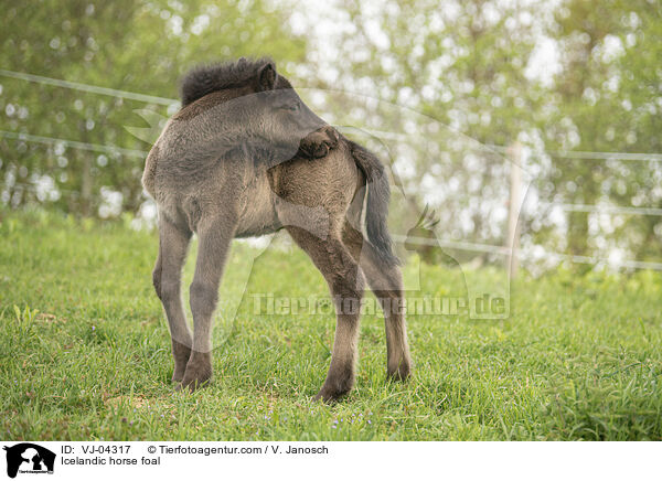 Islnder Fohlen / Icelandic horse foal / VJ-04317