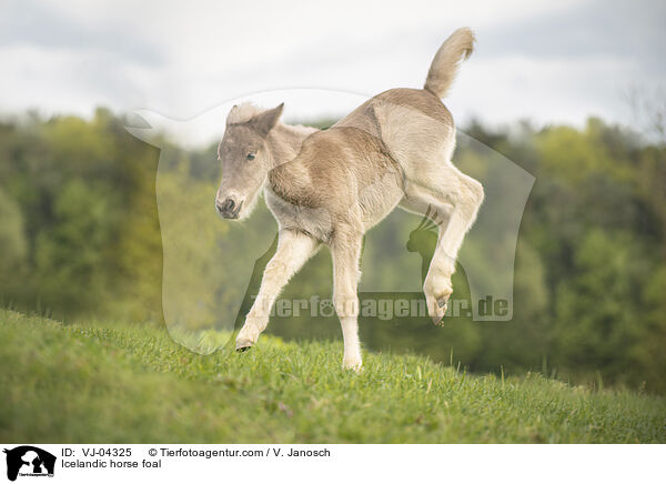 Islnder Fohlen / Icelandic horse foal / VJ-04325