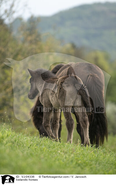 Islnder / Icelandic horses / VJ-04336