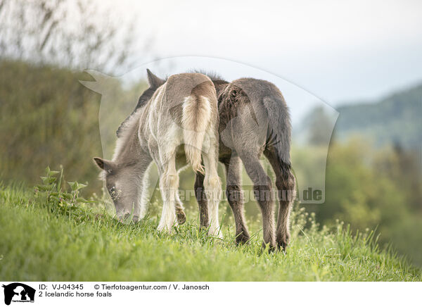 2 Islnder Fohlen / 2 Icelandic horse foals / VJ-04345