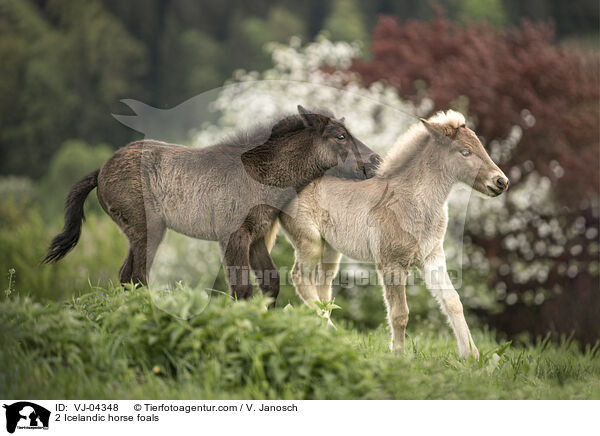 2 Islnder Fohlen / 2 Icelandic horse foals / VJ-04348