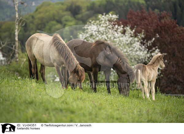 Islnder / Icelandic horses / VJ-04351