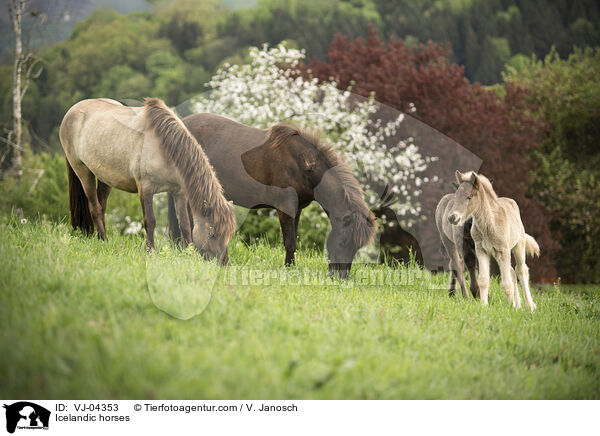 Islnder / Icelandic horses / VJ-04353
