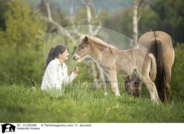 Islnder / Icelandic horses / VJ-04358