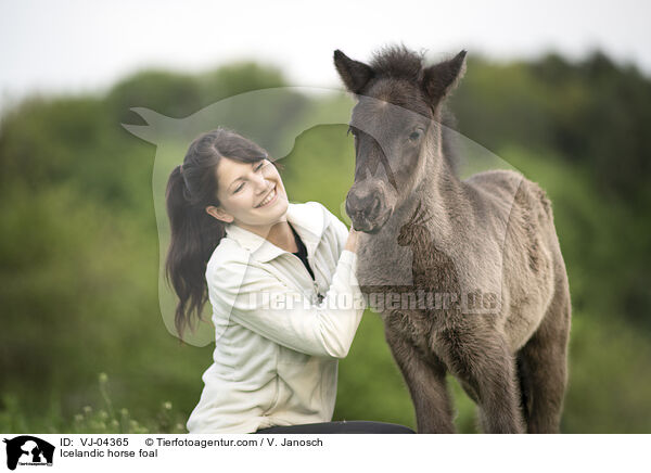 Islnder Fohlen / Icelandic horse foal / VJ-04365