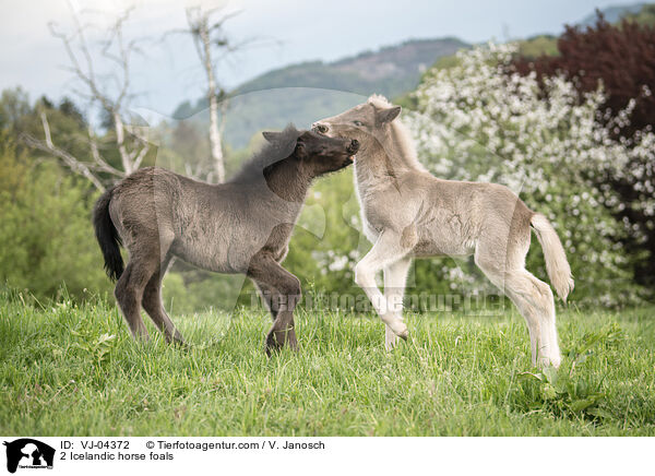 2 Islnder Fohlen / 2 Icelandic horse foals / VJ-04372