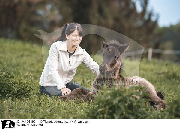 Islnder Fohlen / Icelandic horse foal / VJ-04396