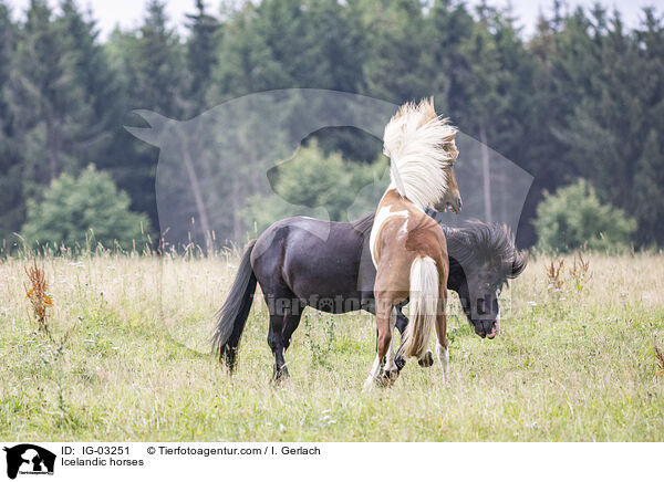 Islnder / Icelandic horses / IG-03251