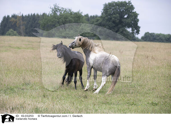 Islnder / Icelandic horses / IG-03253