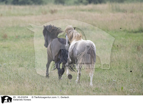Icelandic horses / IG-03254