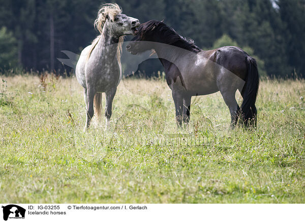 Islnder / Icelandic horses / IG-03255