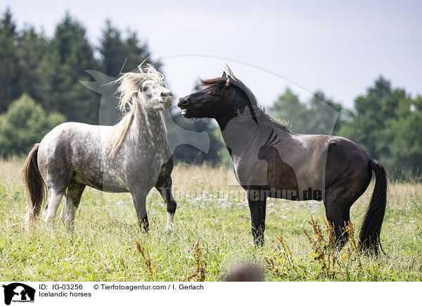 Islnder / Icelandic horses / IG-03256