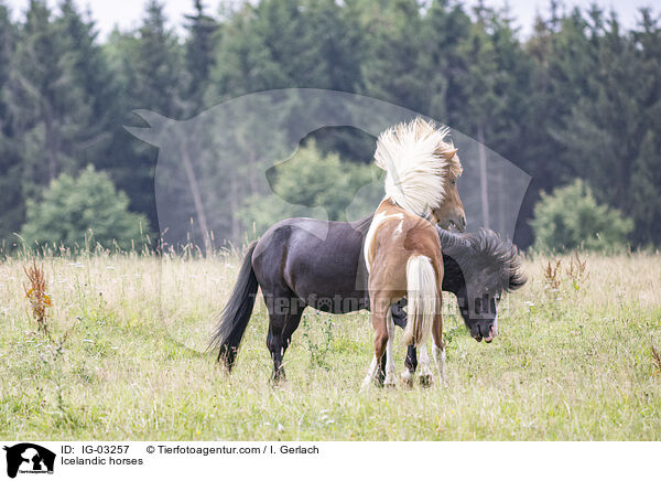Islnder / Icelandic horses / IG-03257