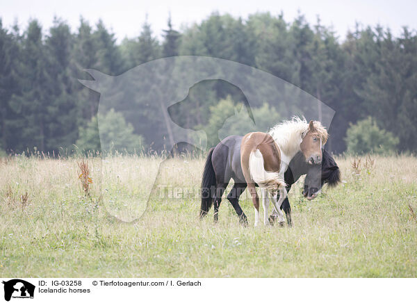 Islnder / Icelandic horses / IG-03258