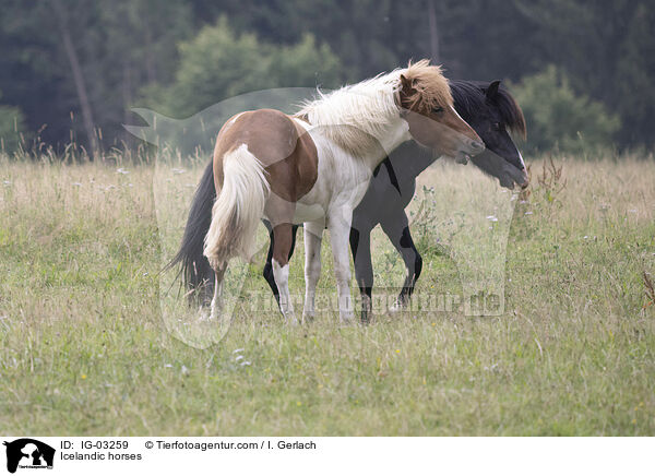 Islnder / Icelandic horses / IG-03259