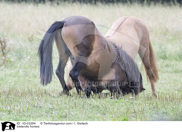Islnder / Icelandic horses / IG-03264