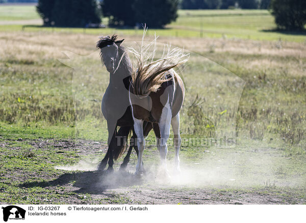 Islnder / Icelandic horses / IG-03267