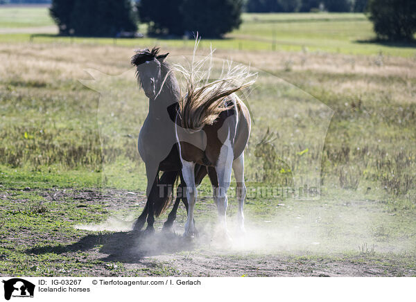 Icelandic horses / IG-03267