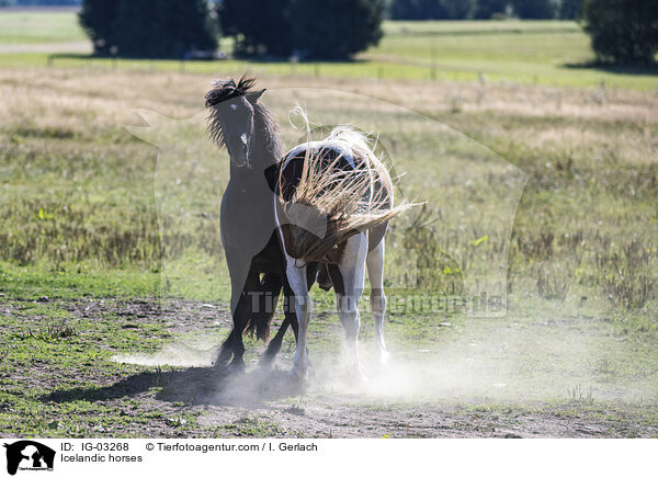 Islnder / Icelandic horses / IG-03268