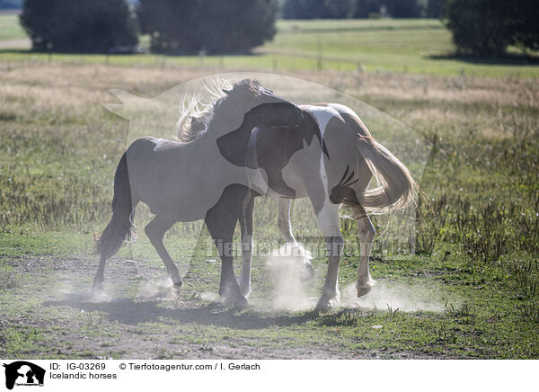 Islnder / Icelandic horses / IG-03269