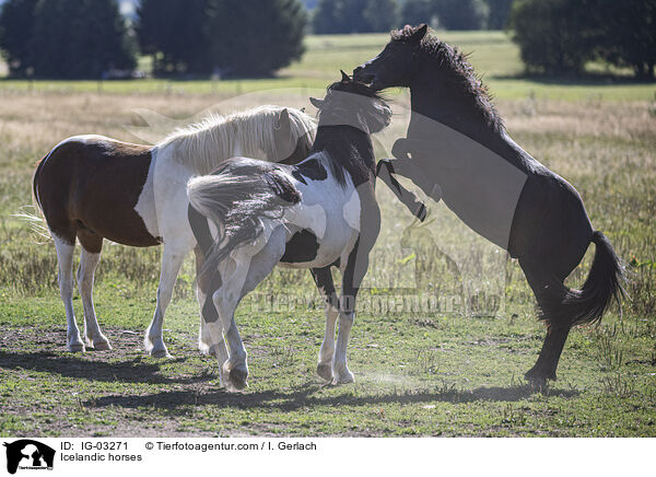 Icelandic horses / IG-03271