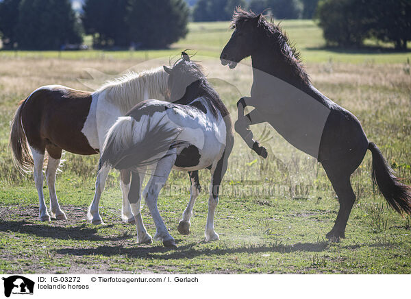 Islnder / Icelandic horses / IG-03272